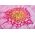 Pink Daisy Flower Mat 58787